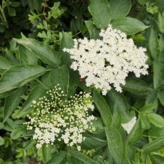 Almindelig Hyld 40-80 cm. - Bundt med 10 stk. barrodsplanter - Sambucus nigra