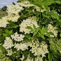 Almindelig Hyld 40-80 cm. - Bundt med 10 stk. barrodsplanter - Sambucus nigra