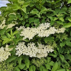 Almindelig Hyld 40-80 cm. - Bundt med 10 stk. barrodsplanter - Sambucus nigra