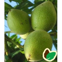 Hjertenød - Juglans Ail. Cor. CW1