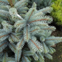 Picea Pungens Super Blue Seedling - Blågran / 60-80 cm.