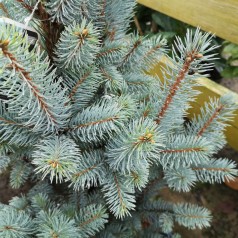 Picea Pungens Super Blue Seedling - Blågran / 80-100 cm.