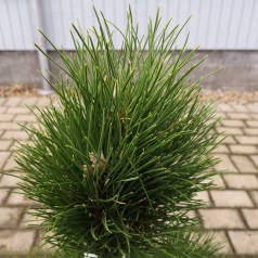 Pinus nigra Green Tower - Østrigsk Søjle Fyr 60-80 cm.