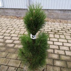 Pinus nigra Green Tower - Østrigsk Søjle Fyr 60-80 cm.