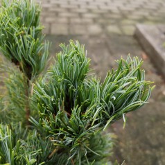 Pinus parviflora Bergman - Dværg Penselfyr