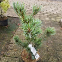 Pinus parviflora Blue Giant - Penselfyr 30-40 cm.