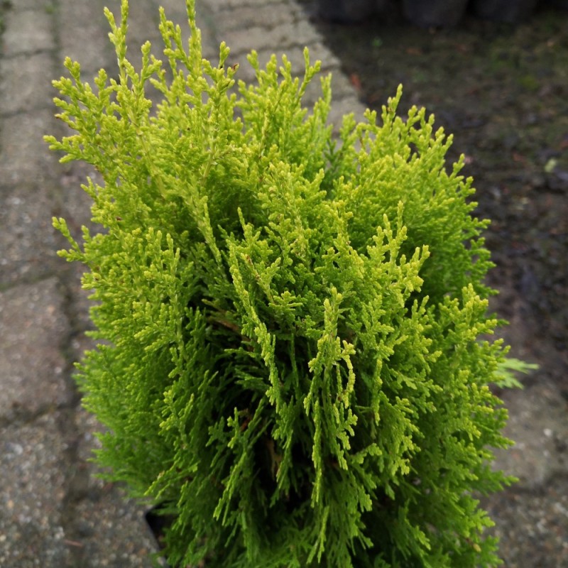 Orientalsk Thuja 20-40 Cm. - Platycladus Orientalis Aurea Nana ( Thuja )