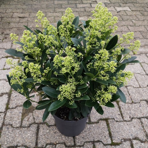 Skimmia Japonica Finchy - 5L potte