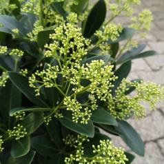 Skimmia Japonica Finchy - 5L potte