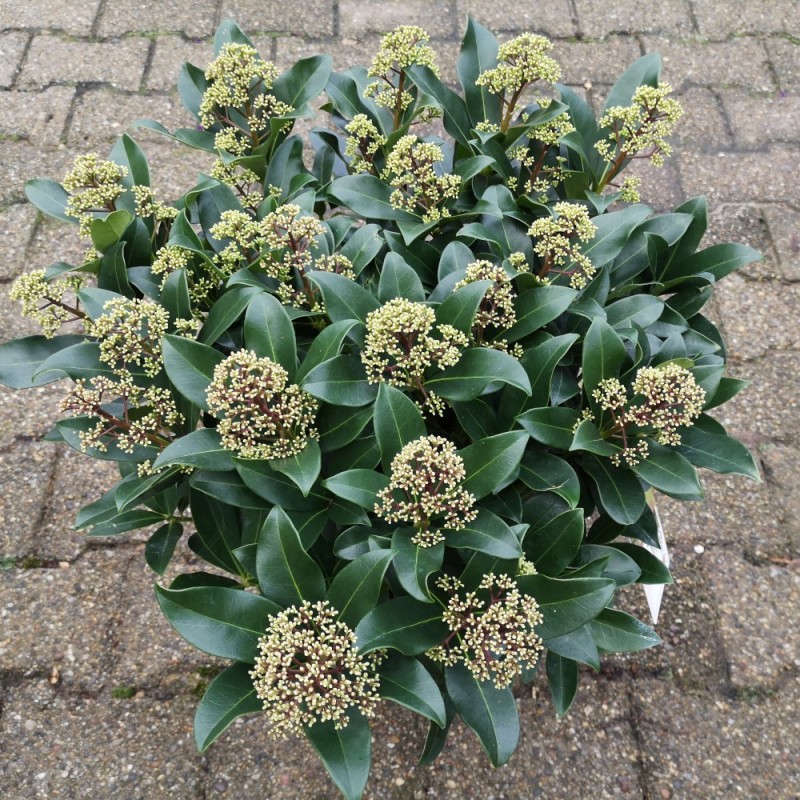 Skimmia japonica Fragrant Cloud - 5L 25+blomster