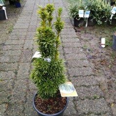 Taxus baccata David 40-50 cm. - Søjletax