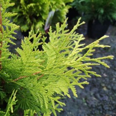 Thuja occidentalis Yellow Ribbon - Gul Thuja