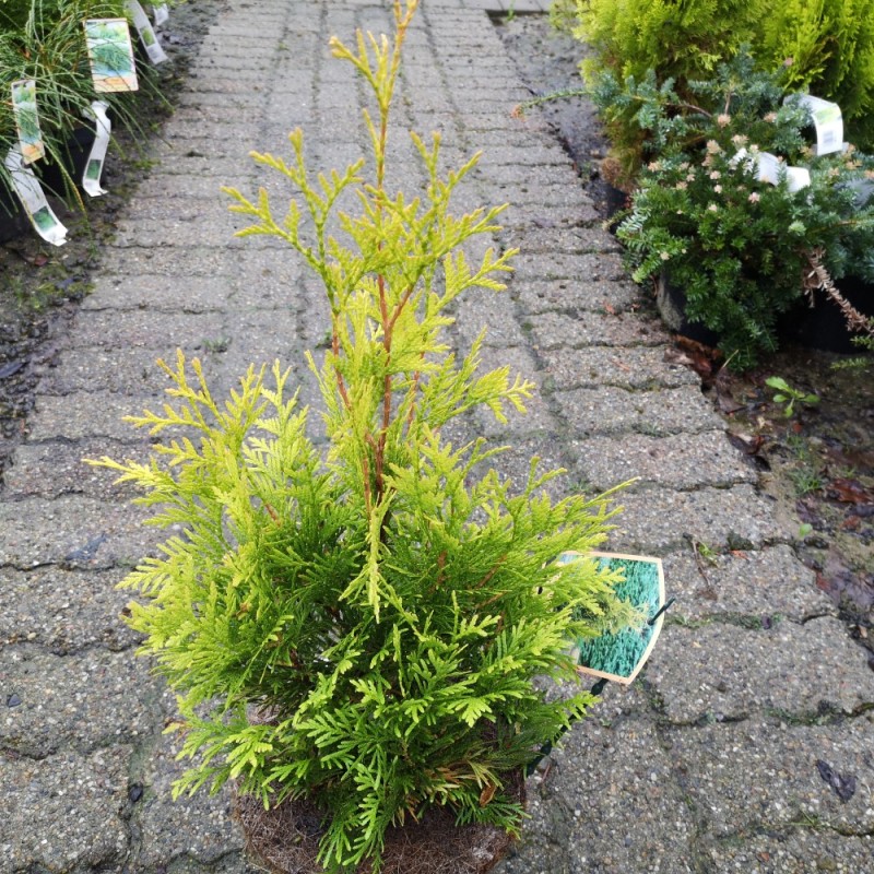 Thuja occidentalis Yellow Ribbon - Gul Thuja