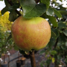 Æbletræ Bramley (Vardeæble)