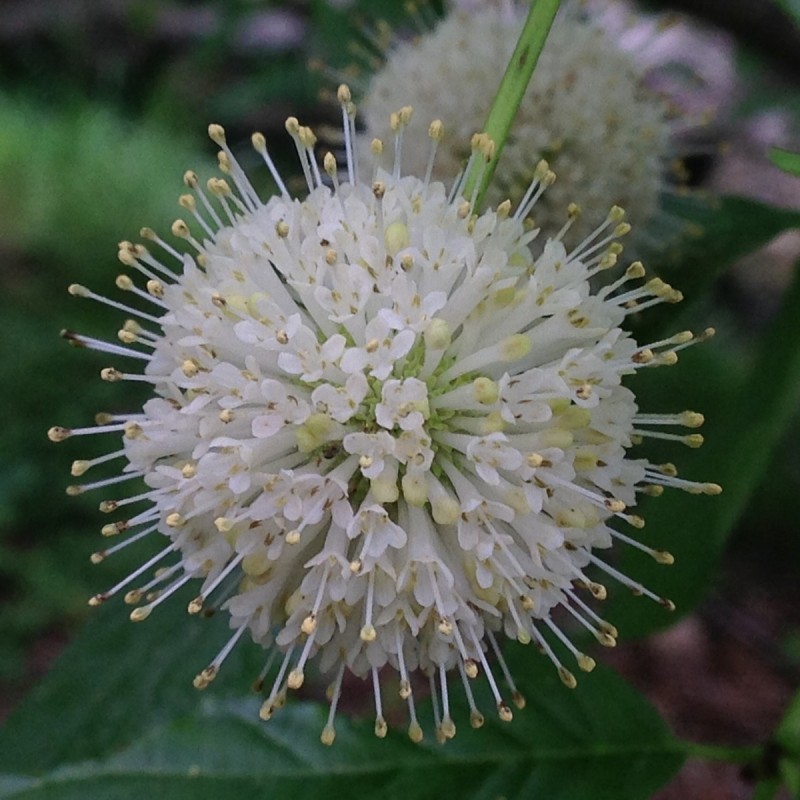 Cephalanthus occidentalis - Knapbusk