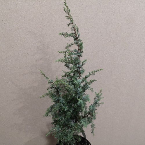 Juniperus communis Suecica - SøjleEnebær - 40-50 cm.