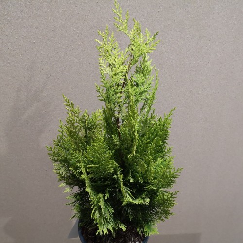 Chamaecyparis lawsoniana Ivonne - Cypres / 40-50 cm.