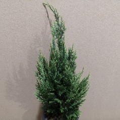 Chamaecyparis lawsoniana White Spot - Cypres / 40-50 cm.