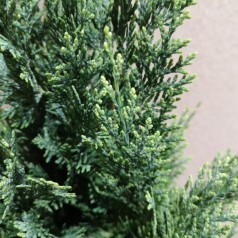 Chamaecyparis lawsoniana White Spot - Cypres / 40-50 cm.