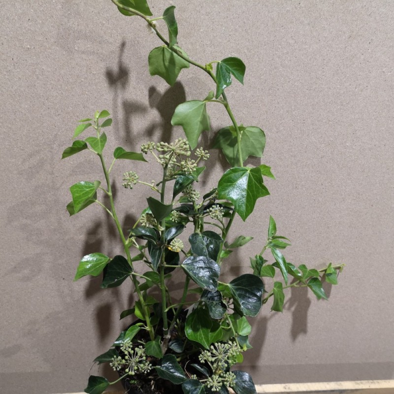 Hedera helix Arborescens / Buskvedbend Hedera helix Arborescens / Buskvedbend