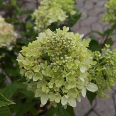 Hydrangea paniculata Little Lime / Træagtig Hortensia