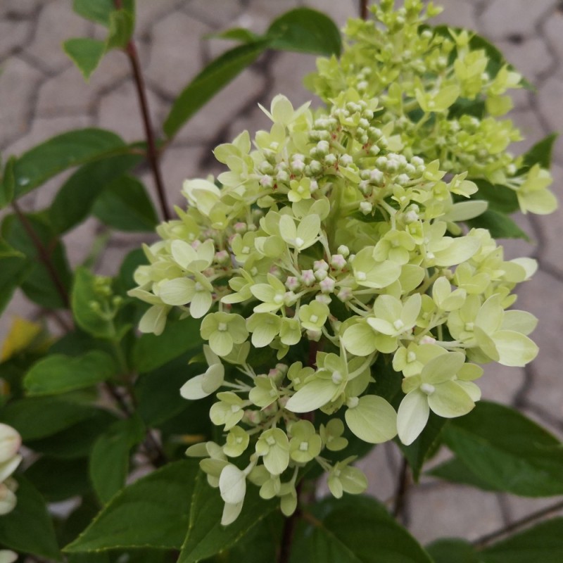 Hydrangea paniculata Little Lime / Træagtig Hortensia