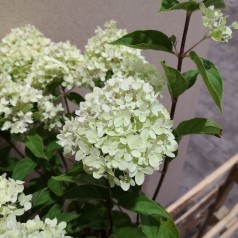 Syrenhortensia Little Lime 20-40 cm. - Hydrangea paniculata Little Lime