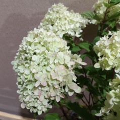 Syrenhortensia Little Lime 20-40 cm. - Hydrangea paniculata Little Lime