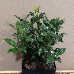Ilex aquifolium Alaska / Kristtorn