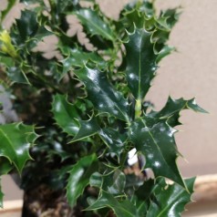 Ilex aquifolium Alaska / Kristtorn