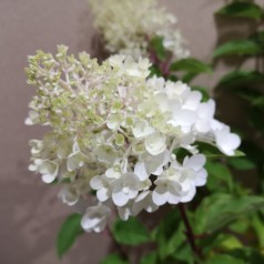 Hydrangea paniculata Silver Dollar / Syrenhortensia