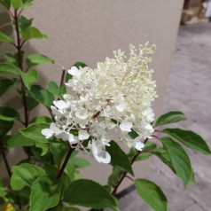 Hydrangea paniculata Silver Dollar / Syrenhortensia