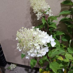 Hydrangea paniculata Silver Dollar / Syrenhortensia