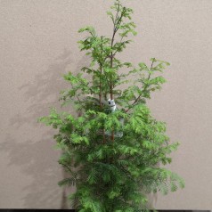 Metasequoia Glyptostroboides - Vandgran