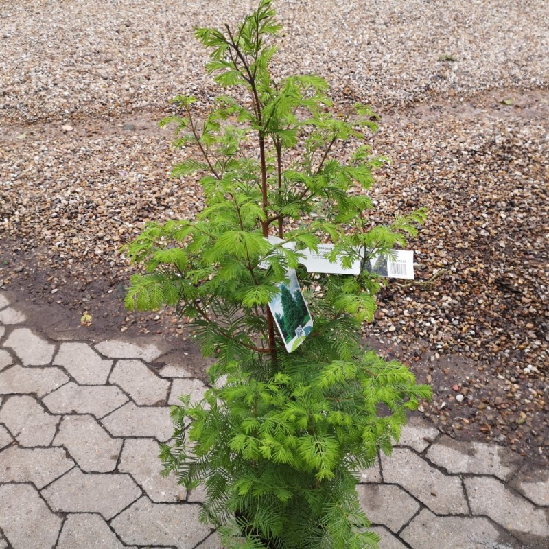 Metasequoia Glyptostroboides - Vandgran