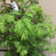 Metasequoia Glyptostroboides - Vandgran