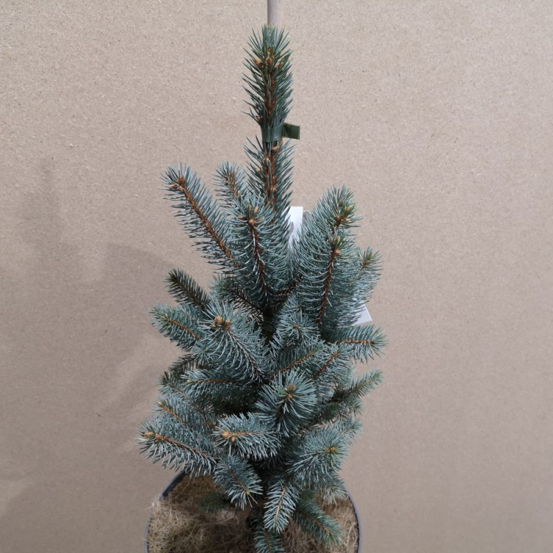Picea Pungens Iseli Fastigiata - Søjle Blågran / 50-60 cm.