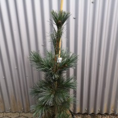 Rocky Mountain-fyr 40-50 cm. m. Klump - Pinus flexilis Vanderwolfs Pyramid