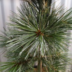 Rocky Mountain-fyr 40-50 cm. m. Klump - Pinus flexilis Vanderwolfs Pyramid