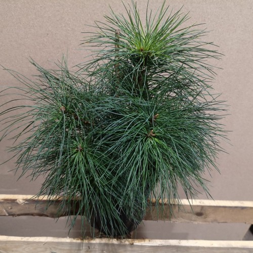 Pinus strobus - Weymouyh Fyr 30-40 cm.
