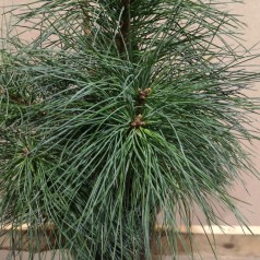 Pinus strobus - Weymouyh Fyr 30-40 cm.