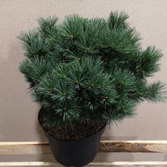 Pinus strobus Bergman's Mini - Dværg Weymouthsfyr