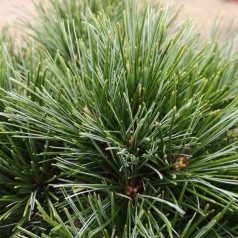 Pinus strobus Radiata - Weymouth Fyr