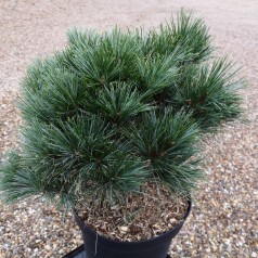 Pinus strobus Radiata - Weymouth Fyr