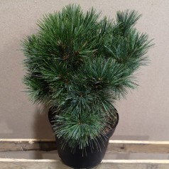 Pinus strobus Radiata - Weymouth Fyr