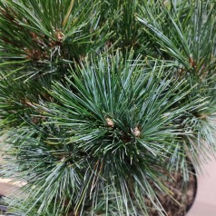 Pinus strobus Radiata - Weymouth Fyr