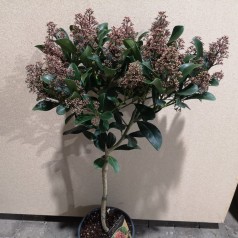 Skimmia japonica Intense - Skimmia 60 cm. stamme