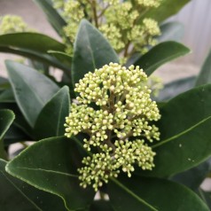 Skimmia japonica Miracle - 60 cm. stamme