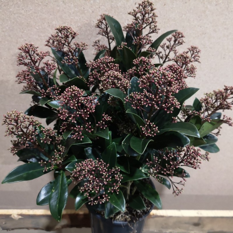 Skimmia japonica Rubella - p15 20+blomster