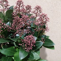 Skimmia japonica Rubella - p13 14+blomster